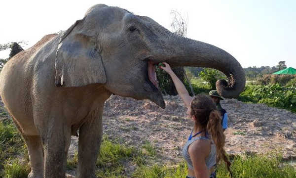 elephant jungle sanctuary – pattaya